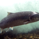 Image for article titled Once-Adventurous Salmon Can’t Believe She Ended Up Moving Back To Birthplace, Having A Bunch Of Kids